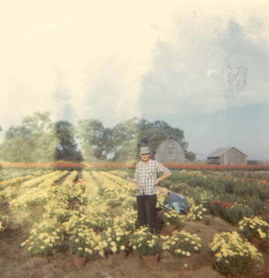 1960s-gerrit-mcconnells-nursery-in-canada-cropped